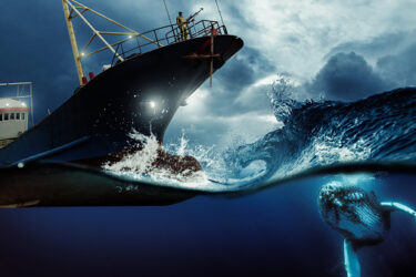 日本、ＩＷＣ脱退　商業捕鯨の再開へ